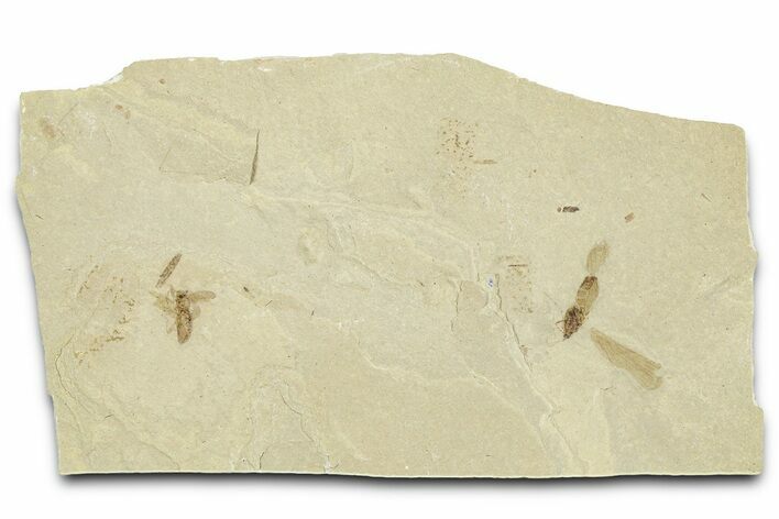 Fossil Insect (Fly and Snout Beetle) Plate - Utah #360232